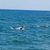 Myrtle Beach Dolphin Cruise - view of dolphins.