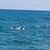 Myrtle Beach Dolphin Cruise - view of dolphins.