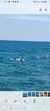 Myrtle Beach Dolphin Cruise - view of dolphins.