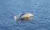 Myrtle Beach Dolphin Sightseeing Cruises - AMAZING