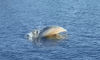 Myrtle Beach Dolphin Sightseeing Cruises - AMAZING