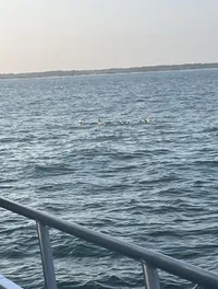 Myrtle Beach Dolphins