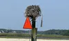 Nest