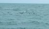 Pod of Dolphins on the Myrtle Beach Dolphin Sightseeing Cruises