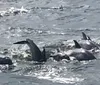 Pod of Leaping Dolphins on  Myrtle Beach Dolphin Sightseeing Cruises