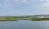 Saltwater Marshes