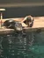 Sea Lion