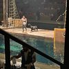 Sea Lion Show