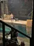 Sea Lion Show