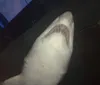 Shark at Ripley's Aquarium