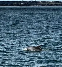 Swimming Dolphins