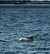 Swimming Dolphins