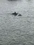 The image shows a dolphin breaking the surface of the water, likely swimming or coming up for air.