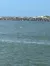 The image shows a dolphin partially above the water surface near a rocky breakwater with a sandy beach in the background under a clear blue sky.