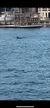 The image shows a dolphin's dorsal fin emerging from the water in front of a dock with a boat and seating area.