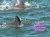 The image shows a few dolphins swimming in the ocean with text overlaid that reads, 