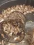 The image shows a large number of small crabs inside and around a black mesh basket.