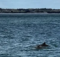 Two Dolphins Swimming
