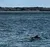 Two Dolphins Swimming