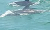 Two Dolphins on the Myrtle Beach Dolphin Sightseeing Cruises