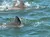 Two dolphins are swimming in the ocean, with their dorsal fins visible above the water.