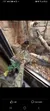 Lizard