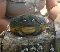 Giant Toad at Branson's Promised Land Zoo