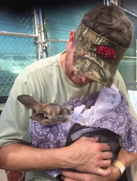 Baby Kangaroo at Branson's Promised Land Zoo
