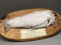 Fur Bearing Trout at Ripley's Believe It or Not Museum