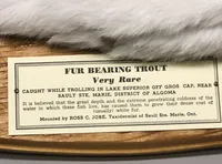 Close Up to Fur Bearing Trout at Ripley's Believe It or Not Museum