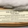 Close Up to Fur Bearing Trout at Ripley's Believe It or Not Museum