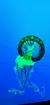 Beautiful Jellyfish at Ripleys Aquarium of the Smokies