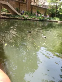 Ducks in the river at Go Rio San Antonio Riverwalk Cruise.