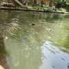 Ducks in the river at Go Rio San Antonio Riverwalk Cruise.