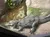 Gators at RainForest Adventures Discovery Zoo Pigeon Forge