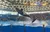 Orcas