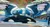 Orca Show