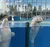 Beluga Whales