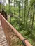 Rope Bridge