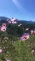 Wildflowers