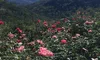 Wildflowers and Mountain Views