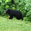 Black Bear