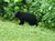 Black Bear