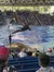 Orcas