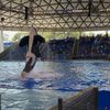 Orca Tricks