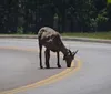 Great, great tour! Went to Crazy Horse Memorial, Custer State Park, and Mount Rushmore. Saw lots of buffalo in the park and lots of scenic views. Loved this tour!XYZNina Roberts - Knoxville, Tn