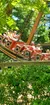 Ride