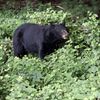 Black Bear