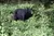 Black Bear