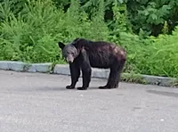 Black Bear